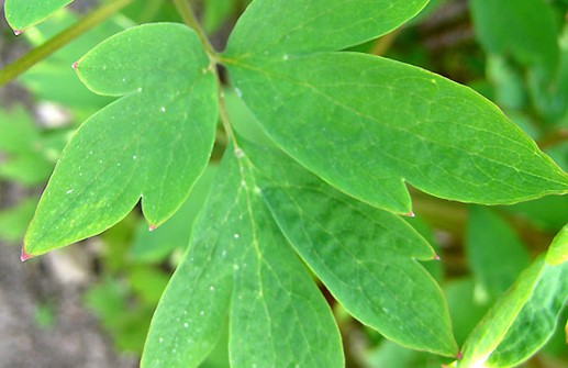 Löjtnantshjärta, blad