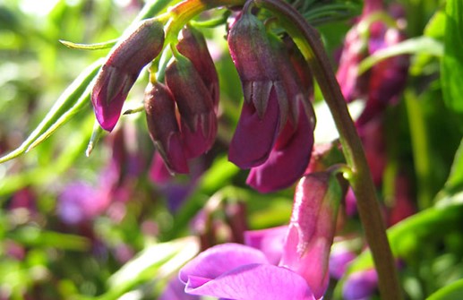 Vårärt, rosa blomma