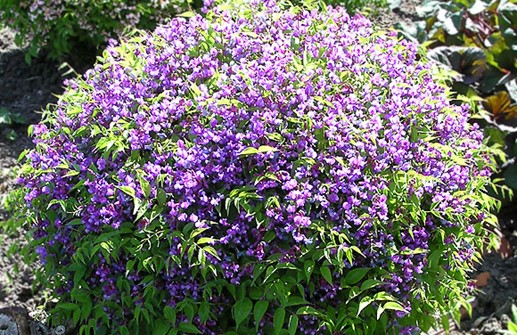 Vårärt, purpurfärgad blomning