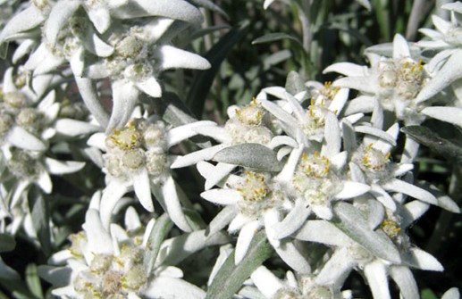 Edelweiss, den håriga blomman