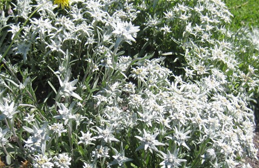 Edelweiss