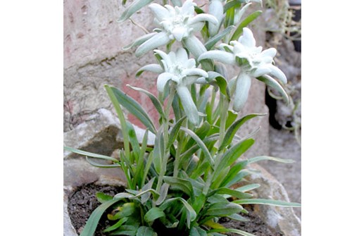 Edelweiss