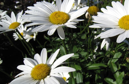 Jätteprästkrage 'Becky', blomma