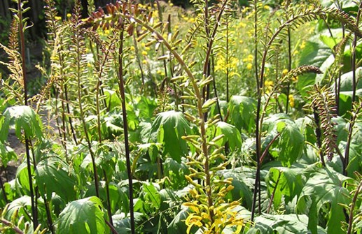 Spirstånds, blomställningar