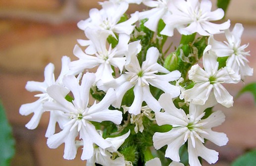 Studentnejlika, vit blomma