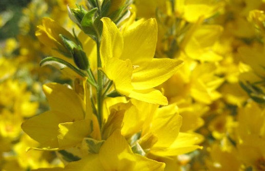 Praktlysing 'Golden Alexander', blomma