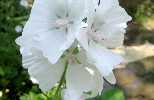 Myskmalva 'Alba', blomma