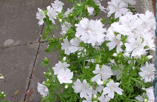 Myskmalva 'Alba'