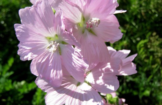 Myskmalva 'Rosea', blomma