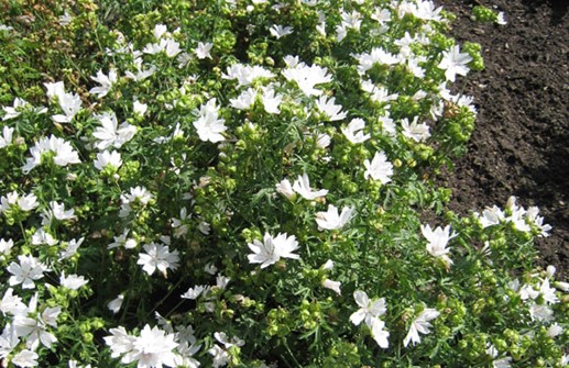 Myskmalva 'Snow White'