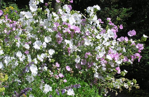 Myskmalva 'Rosea' och 'Alba'