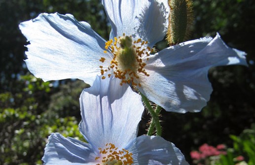 Blå bergvallmo, blomma