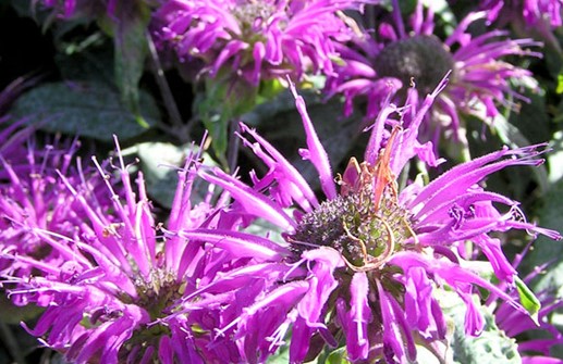 Lila temynta 'Blaustrumpf', blomma