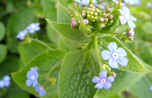 Äkta förgätmigej, blomknoppar och blad