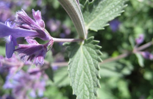 Kantnepeta, blad