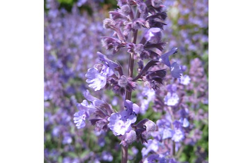 Kantnepeta, blomma