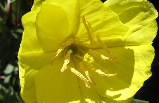 Storblommigt nattljus, blomma