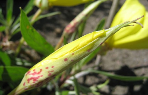 Storblommigt nattljus, den prickiga blomknoppen