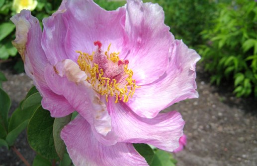 Korallpion, blomma