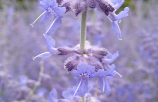 Afganperovskia, blomma