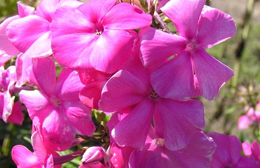 Höstflox 'Rosendom', blomma