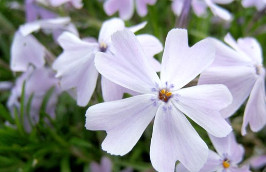 Mossflox 'Emerald Cushion Blue', blomma