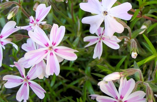 Mossflox 'Tamaongalei', blomma