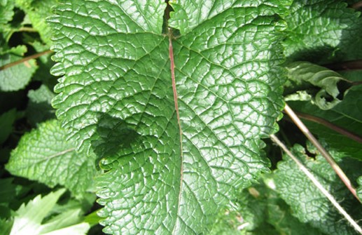 Röd lejonsvans 'Bronze Fleming', blad