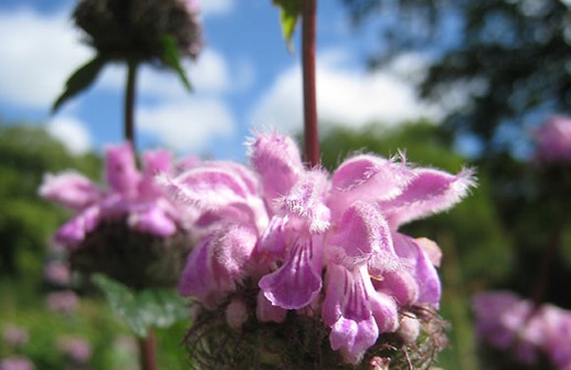 Röd lejonsvans 'Bronze Fleming', blomma