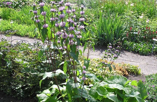 Röd lejonsvans i plantering