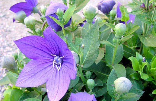 Praktklocka, blomma och ballonglik blomknopp