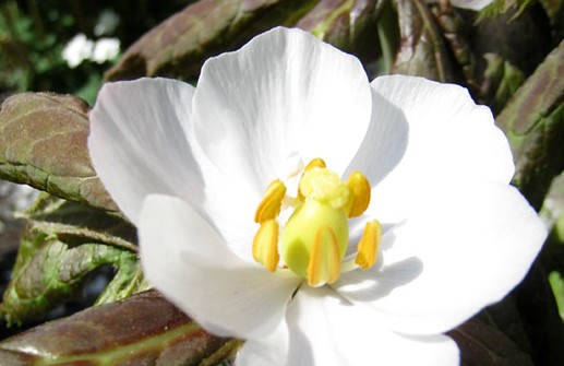 Indiskt fotblad 'Majus', blomma