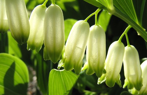 Amerikanskt jätterams, blomma