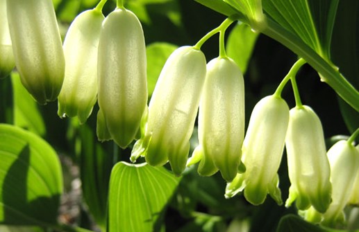 Storrams, blommor på rad under bladen