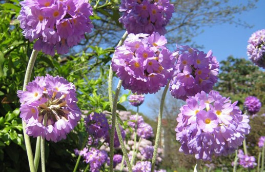 Bollviva, blommor