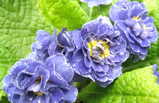 Jordviva 'Blue Sapphire'