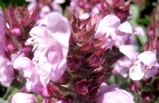 Praktbrunört 'Freelander', blomma