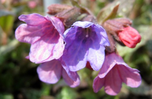 Broklungört 'Mrs Moon', blomma