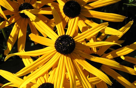 Strålrudbeckia 'Goldsturm', blommor