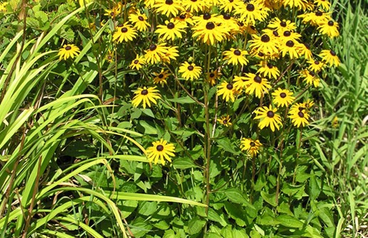 Strålrudbeckia 'Goldsturm'