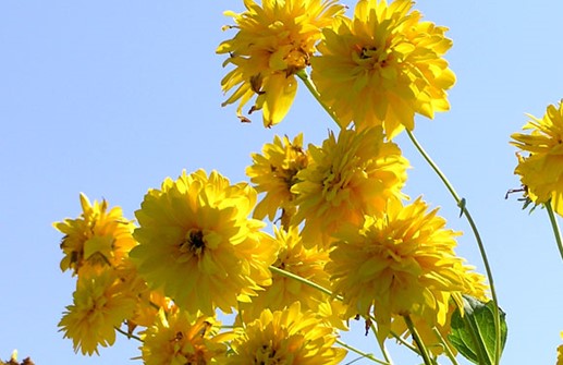 Höstrudbeckia 'Goldball', blommor