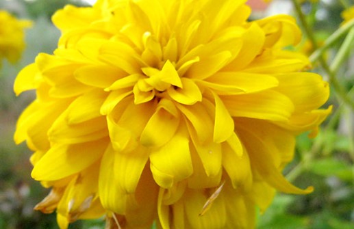 Höstrudbeckia 'Goldkugel', blomma