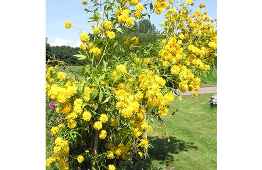 Höstrudbeckia 'Goldball'