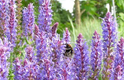 Stäppsalvia 'Blauhugel'