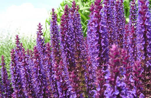 Stäppsalvia 'Caradonna', blommor