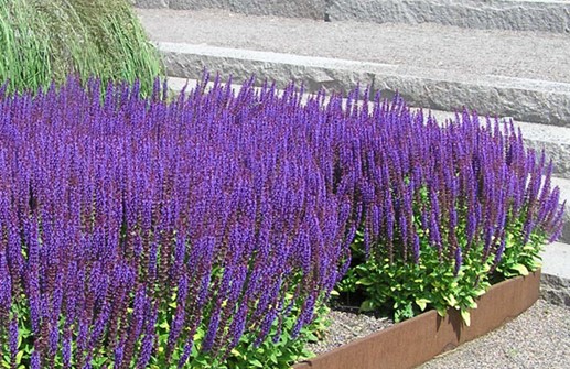 Stäppsalvia 'Caradonna'