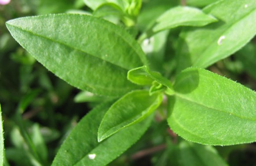 Liten såpnejlika, blad