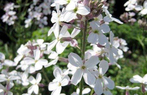 Såpnejlika 'Alba', blomma