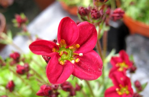 Rosenbräcka, röd blomma