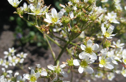 Silverbräcka, blomma